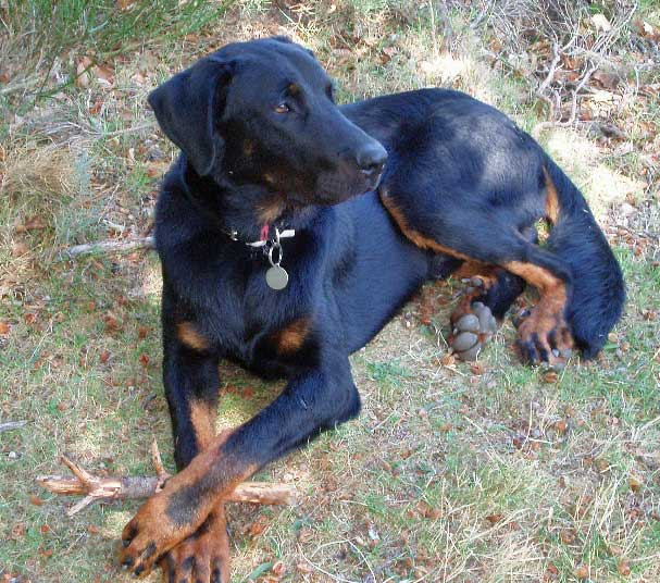 Elevage de beauceron élevage du clos de la licorne elevage des gardiens de la licorne elevage beauceron noir et feu authentique gros gabarits élevage familial sérieux qualité suivi des chiots conseil d’éducation chiot propre bas rouge santé caractère spécialiste du beauceron noir et feu ou arlequin chien rustique berger de France  nos chiots sont élevés avec amour et attention notre passion au service de la qualité Beauceron de qualité et sportif domaine de la licorne 04380 BARRAS élevage en liberté éleveur berger de beauce élevage de beauceron de travail domainedelalicorne.fr chiot beauceron pure race